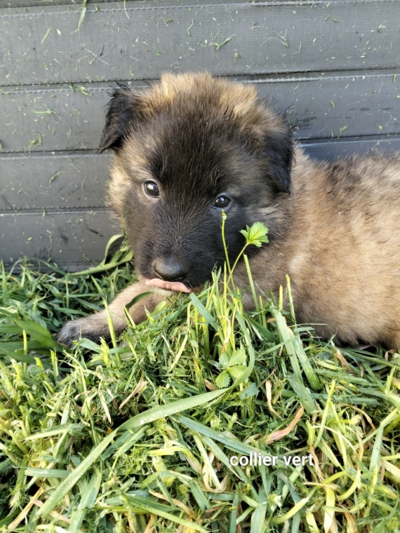 Petit mâle Berger Belge Tervueren né le 15/02/2026 est proposé – vendu 1200 €.