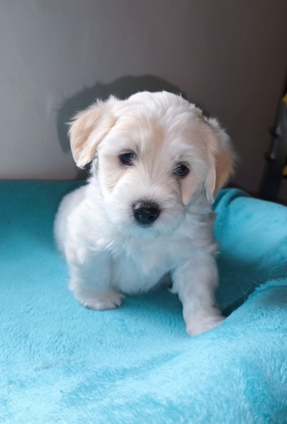 Petit mâle Coton de Tulear né le 08/02/2026 est proposé – vendu 1200 €.