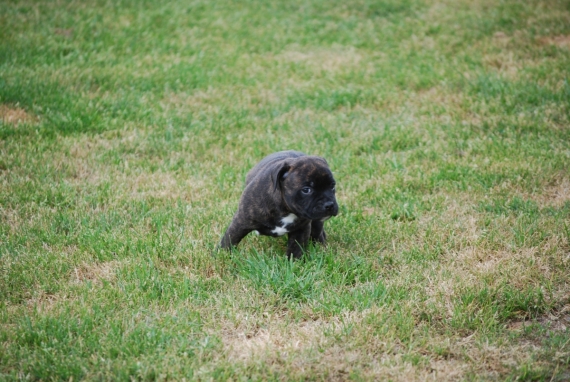 Petit m�le StaffordShire Bull Terrier n� le 10/03/2026 est propos� � vendu 1400 �.