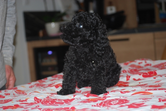 Petit mâle Caniche né le 05/02/2026 est proposé – vendu 1300 €.