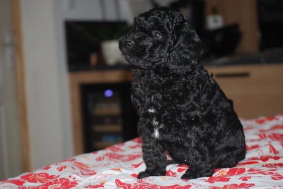 Petit m�le Caniche n� le 04/02/2026 est propos� � vendu 1300 �.