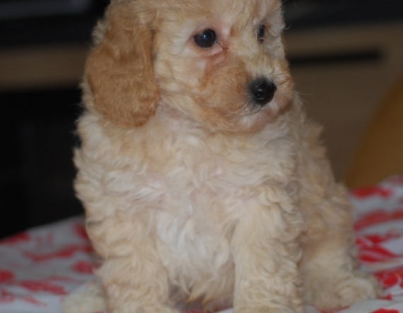 Petite femelle Caniche née le 04/02/2026 est proposée – vendue 1600 €.