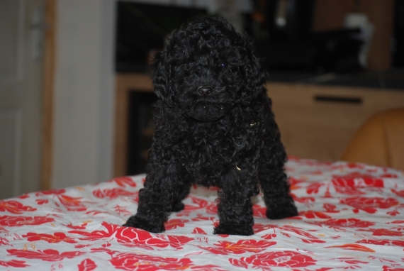 Petite femelle Caniche née le 05/02/2026 est proposée – vendue 1500 €.