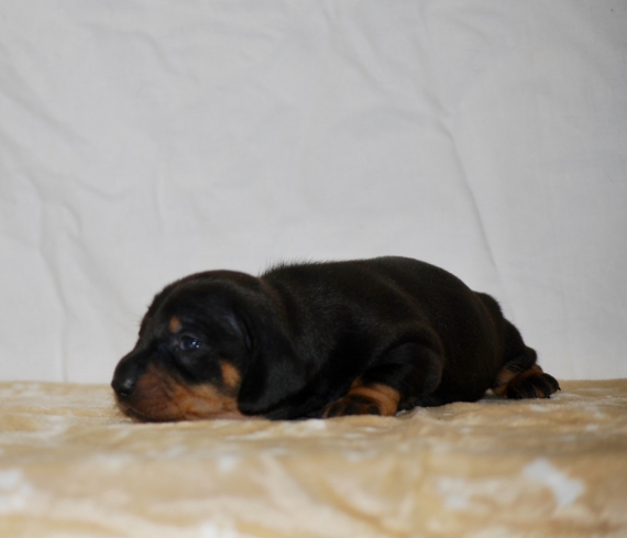 Petite femelle Teckel à poil ras née le 17/04/2026 est proposée – vendue 1850 €.