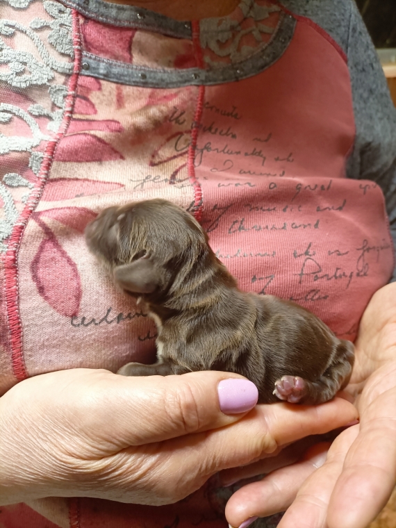 Petit mâle Cocker Anglais (Spaniel) né le 01/04/2026 est proposé – vendu 1600 €.