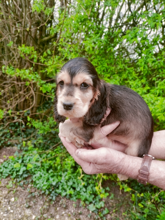 Petit m�le Cocker Anglais (Spaniel) n� le 15/02/2026 est propos� � vendu 1600 �.