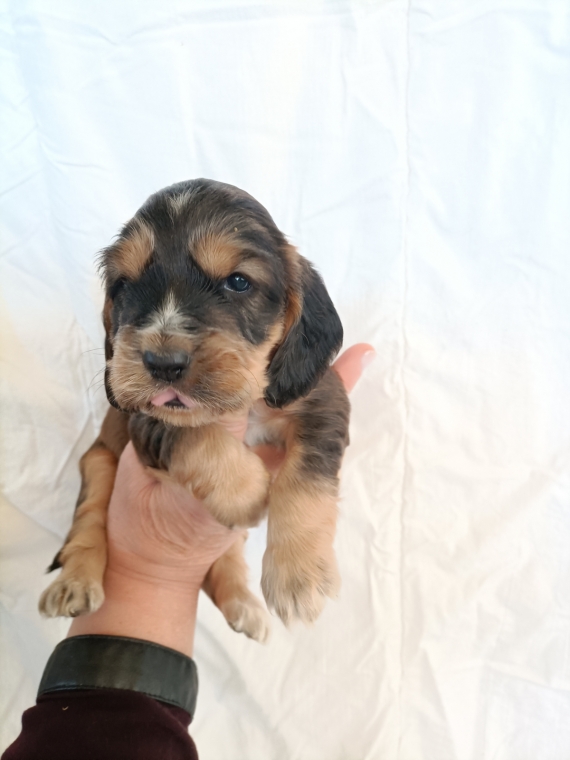 Petit mâle Cocker Anglais (Spaniel) né le 01/04/2026 est proposé – vendu 1600 €.