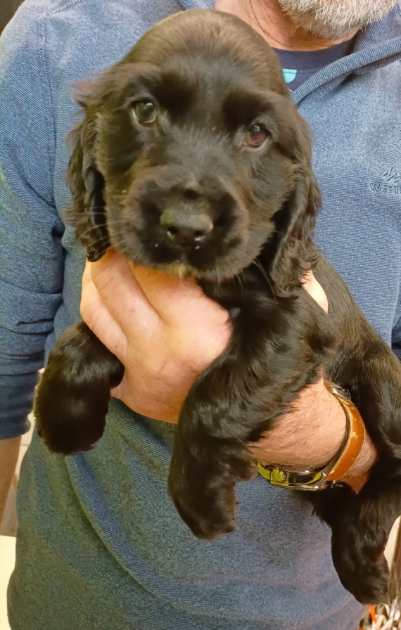 Petit mâle Cocker Anglais (Spaniel) né le 07/02/2026 est proposé – vendu 1500 €.