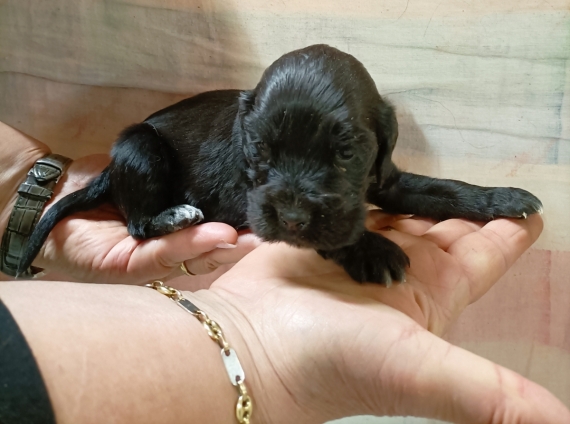 Petite femelle Cocker Anglais (Spaniel) n�e le 01/04/2026 est propos�e � vendue 1500 �.