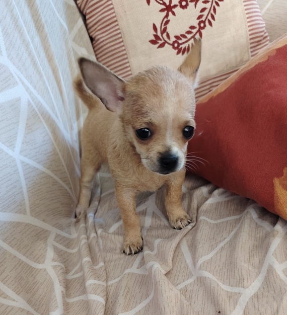 Petite femelle Chihuahua née le 19/02/2026 est proposée – vendue 1100 €.