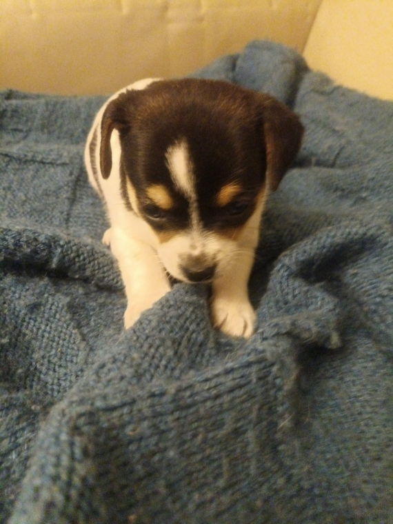 Petit mâle Chihuahua né le 18/03/2026 est proposé – vendu 799 €.