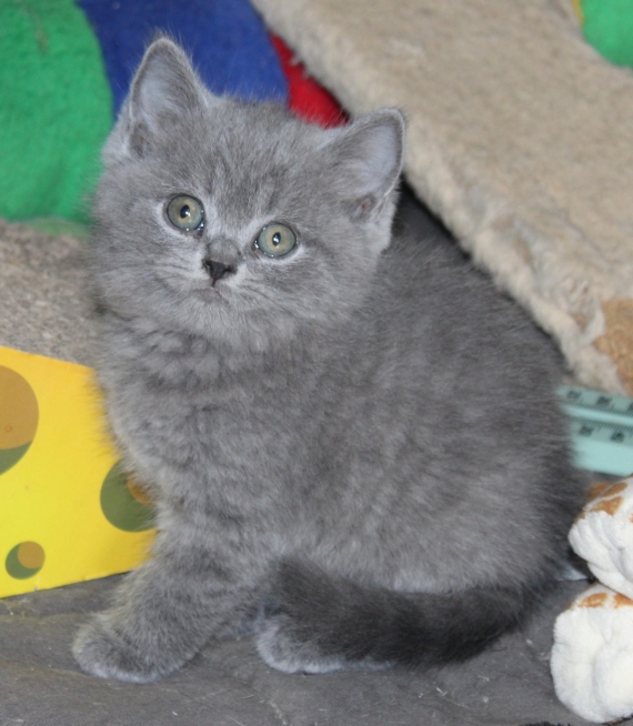 Petit m�le British Shorthair n� le 23/02/2026 est propos� � vendu 1200 �.