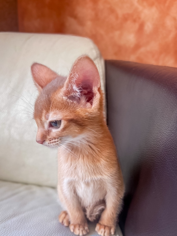 Petite femelle Abyssin née le 10/02/2026 est proposée – vendue 1600 €.