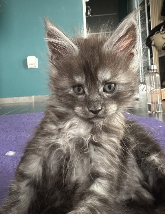 Petit mâle Maine Coon né le 19/02/2026 est proposé – vendu 1400 €.
