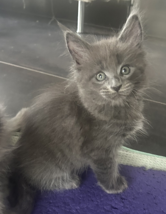 Petit mâle Maine Coon né le 19/02/2026 est proposé – vendu 1500 €.