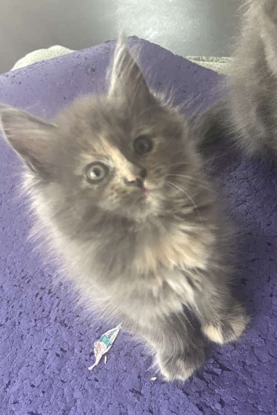 Petite femelle Maine Coon née le 19/02/2026 est proposée – vendue 1300 €.