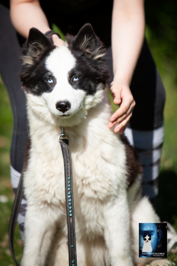 Petite femelle Laika de Yakoutie née le 14/10/2025 est proposée – vendue 900 €.