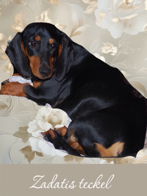 Petite femelle  née le 17/04/2026 est proposée – vendue 1850 €.