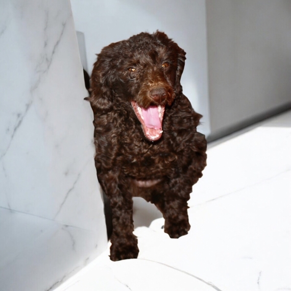 Petit mâle  né le 05/02/2026 est proposé – vendu 1300 €.