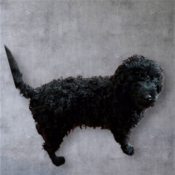 Petit mâle  né le 05/02/2026 est proposé – vendu 1300 €.