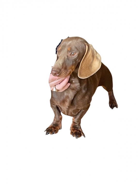 Petite femelle  née le 17/04/2026 est proposée – vendue 1850 €.