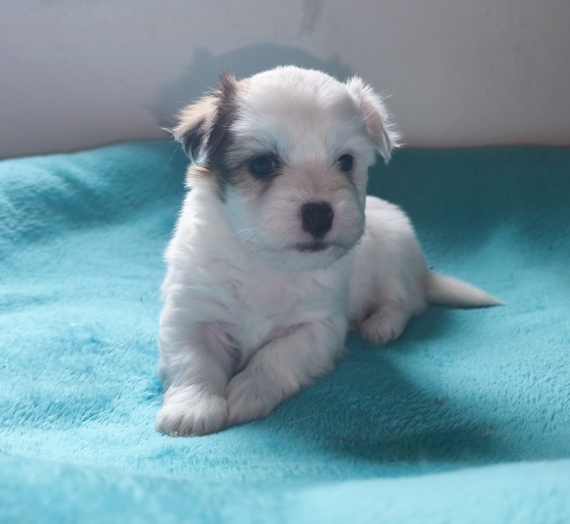 Petite femelle Coton de Tulear née le 20/02/2026 est proposée – vendue 1300 €.