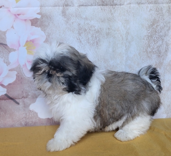 Petit mâle Shih Tzu né le 03/01/2026 est proposé – vendu 1460 €.