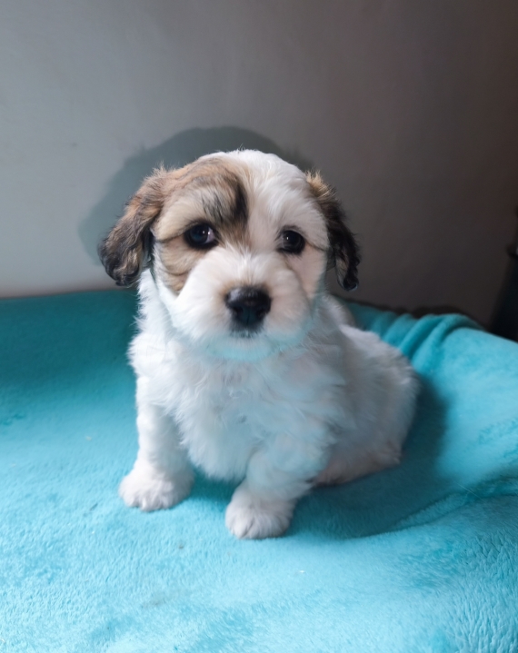 Petite femelle Coton de Tulear née le 08/02/2026 est proposée – vendue 1400 €.