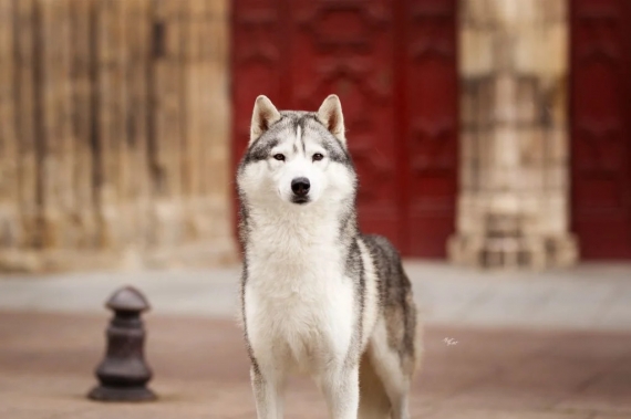 Petit mâle  né le 29/09/2025 est proposé – vendu 950 €.