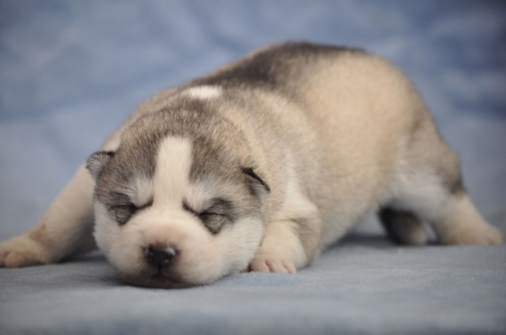 Petite femelle Husky Sibérien née le 21/03/2026 est proposée – vendue 1800 €.