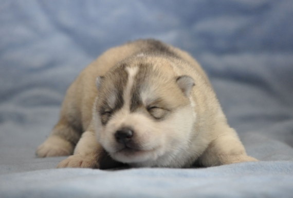 Petit mâle Husky Sibérien né le 21/03/2026 est proposé – vendu 1800 €.