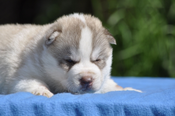Petit mâle Husky Sibérien né le 21/03/2026 est proposé – vendu 1500 €.