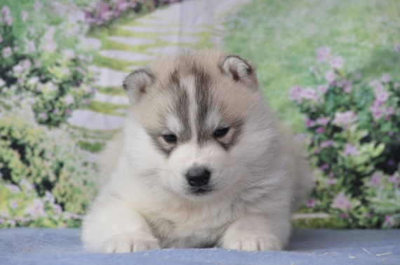 Petit mâle Husky Sibérien né le 21/03/2026 est proposé – vendu 1800 €.