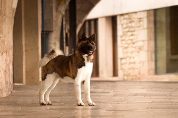 Petit mâle  né le 29/01/2026 est proposé – vendu 2000 €.