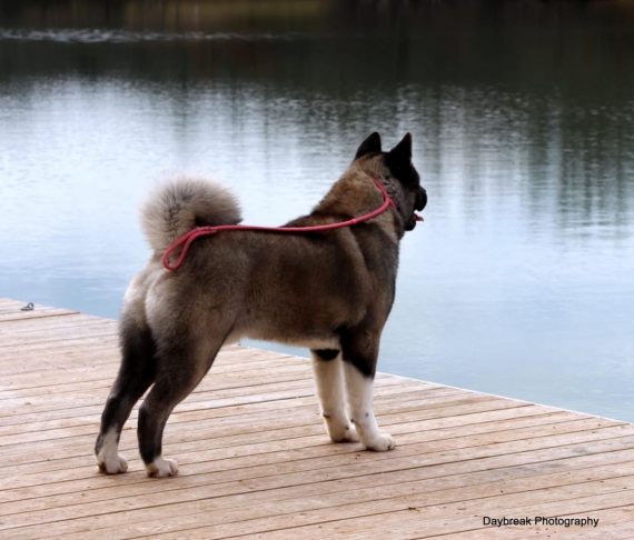 Petit mâle  né le 29/01/2026 est proposé – vendu 2000 €.