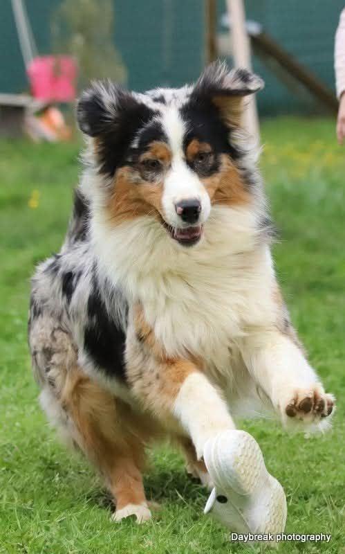 Petite femelle  née le 01/01/2026 est proposée – vendue 1200 €.