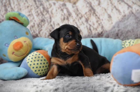 Petit mâle Pinscher Nain né le 21/03/2026 est proposé – vendu 1500 €.