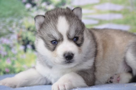 Petite femelle Husky Sibérien née le 21/03/2026 est proposée – vendue 1600 €.