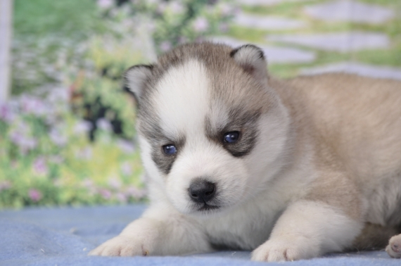 Petite femelle Husky Sibérien née le 21/03/2026 est proposée – vendue 1600 €.