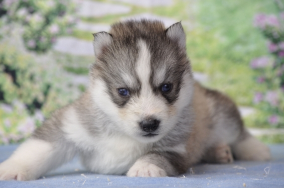 Petit mâle Husky Sibérien né le 21/03/2026 est proposé – vendu 1400 €.