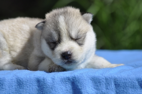 Petit mâle Husky Sibérien né le 21/03/2026 est proposé – vendu 1800 €.