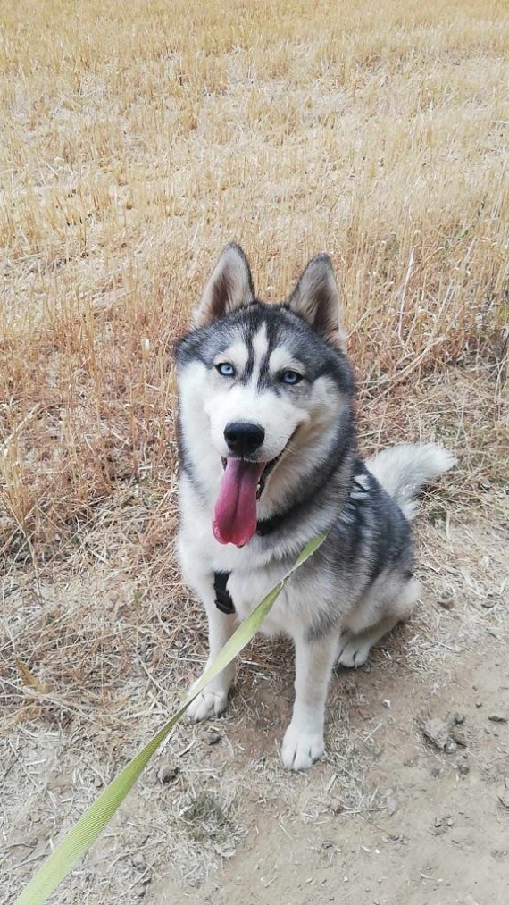 Petit mâle  né le 21/03/2026 est proposé – vendu 1800 €.