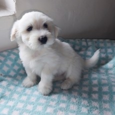 Adoption chiot Coton de Tulear au prix de 850 €