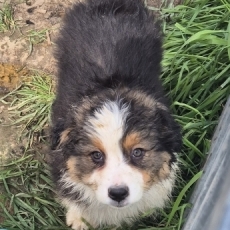 Adoption chiot Berger australien au prix de 1300 €