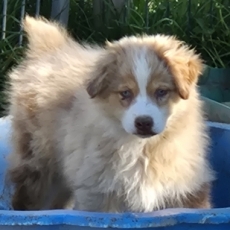 Acheter Berger australien bébé pour 1500 €