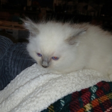 Chat Birman chaton vendu 1200 €