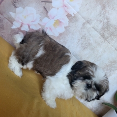 Chiot Shih Tzu � vendre au prix de 1460 � vaccin� et identifi�.