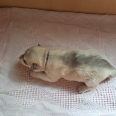 Chiot Husky Sibérien à adopter au prix de 950 €