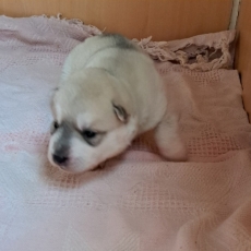 Acheter Husky Sibérien bébé pour 950 €
