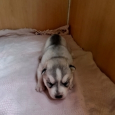 Adoption chiot Husky Sibérien au prix de 850 €